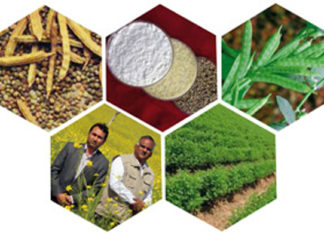 Legumes of Success
